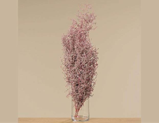 Zweig Asparagus