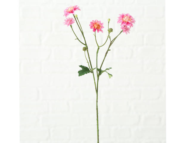 Stielblume Korbblütler