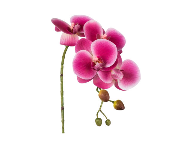 Phalaenopsis