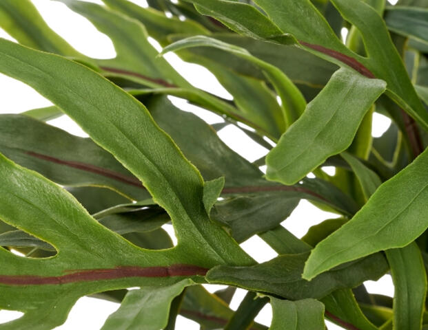 Phlebodium aureum