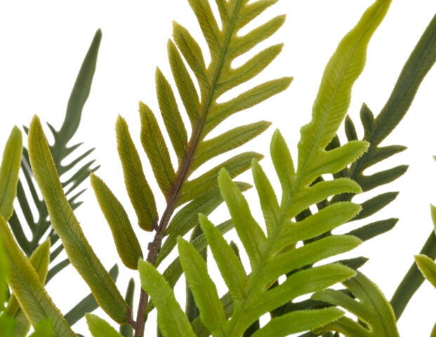 Blechnum Farn