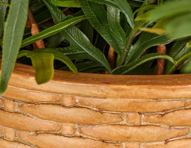 Blechnum Farn