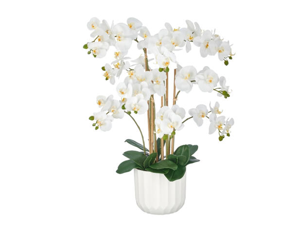 Phalaenopsis
