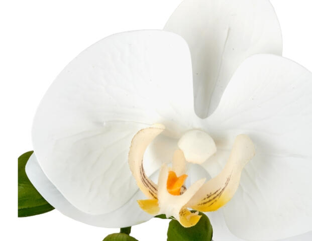 Phalaenopsis