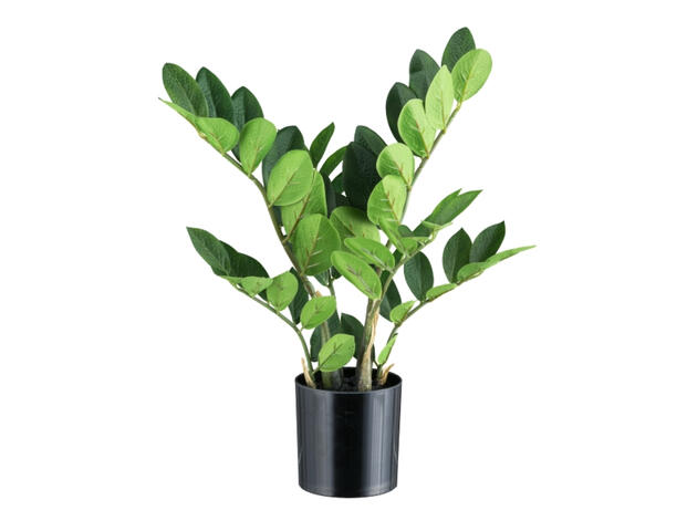 Zamifolia