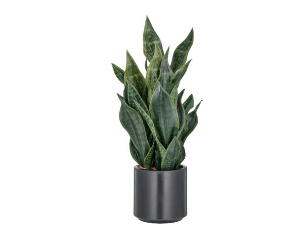 Sansevieria