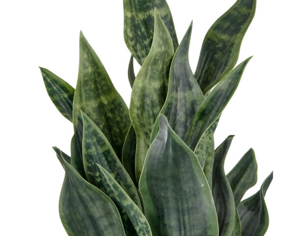 Sansevieria