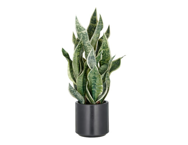 Sansevieria
