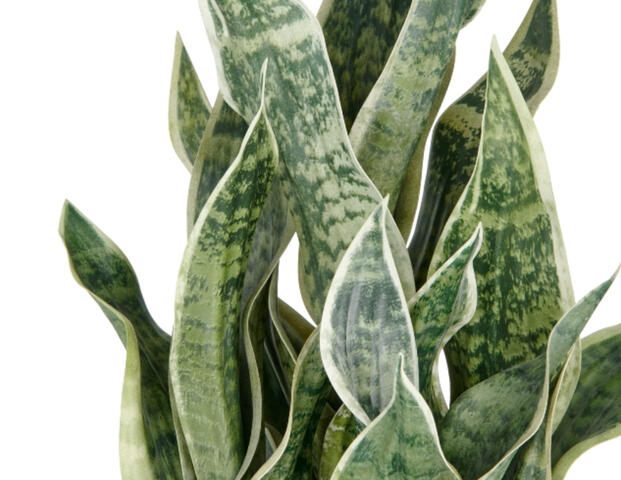 Sansevieria
