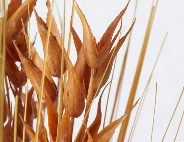 Dekozweig Glockenblume