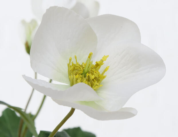 Stielblume Helleborus