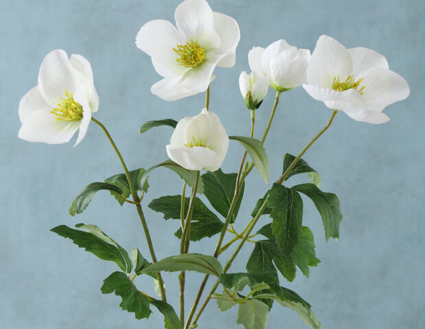 Stielblume Helleborus