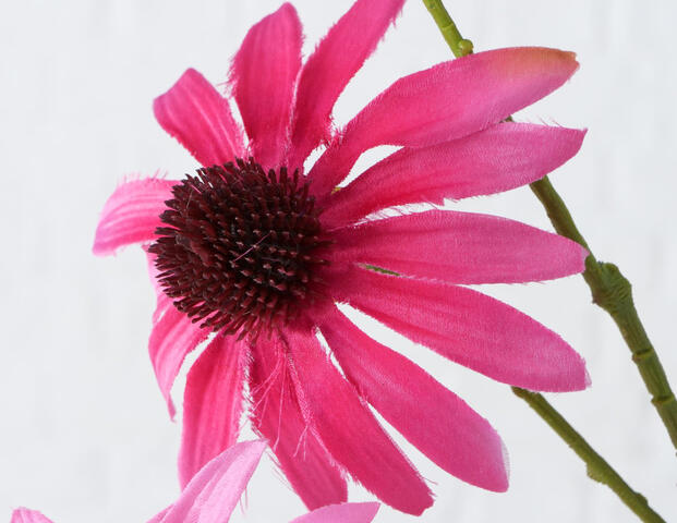 Stielblume Rudbeckia