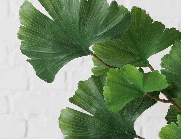 Dekozweig Gingko