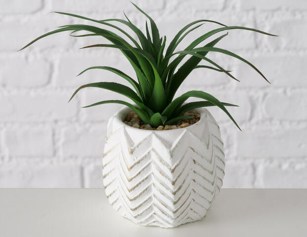 Topfpflanze Aloe Vera