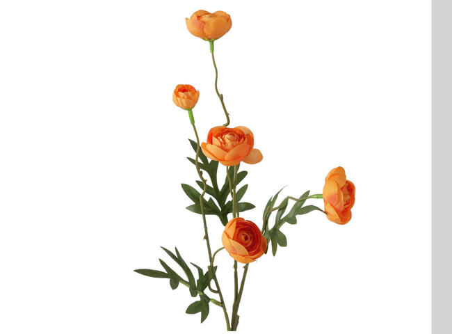 Stielblume Ranunkel