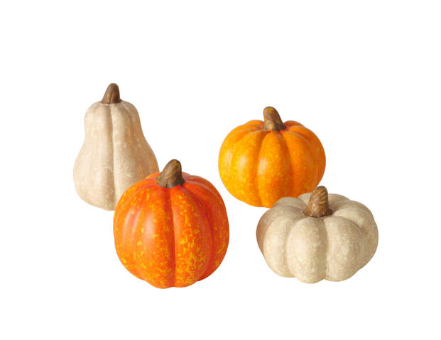 Kürbis Pumpky