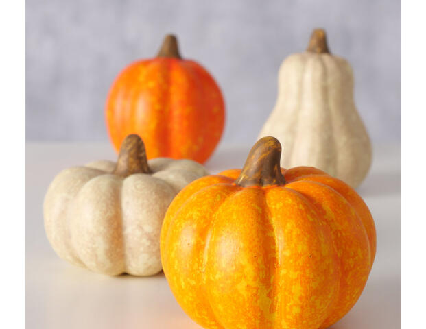 Kürbis Pumpky