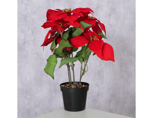 Weihnachtsstern
