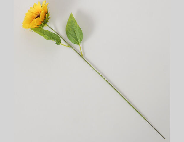 Sonnenblume