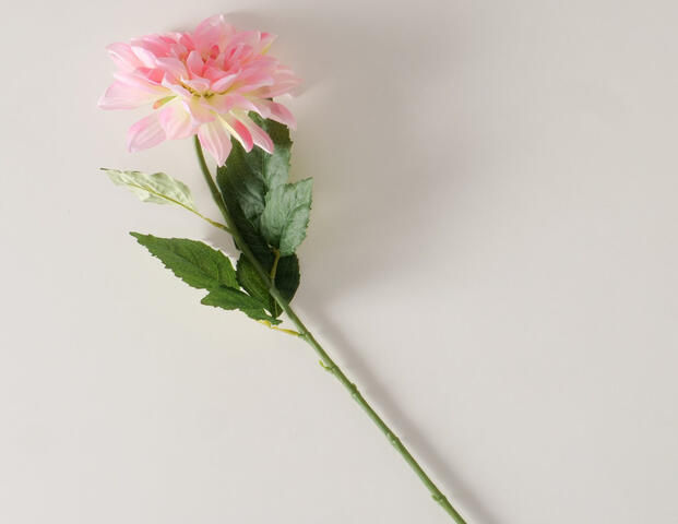 Stielblume Dahlie