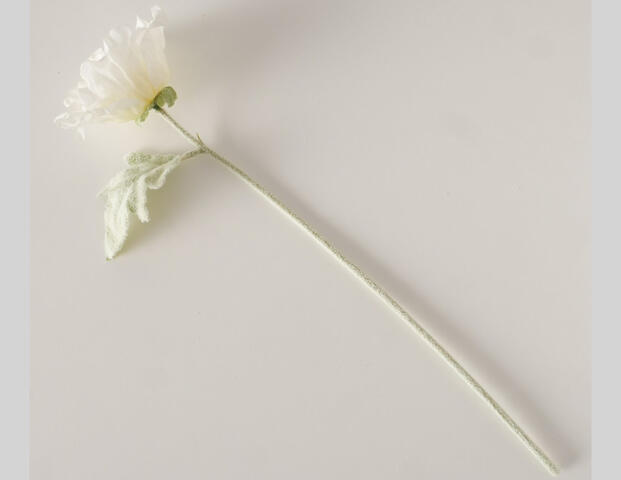 Klatschmohn