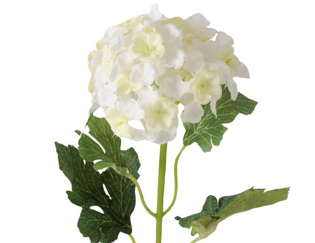 Hortensie