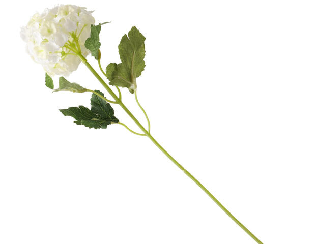 Hortensie