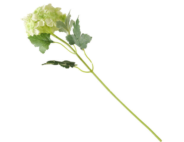 Hortensie