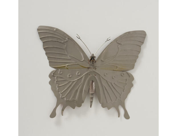 Schmetterling Soleris