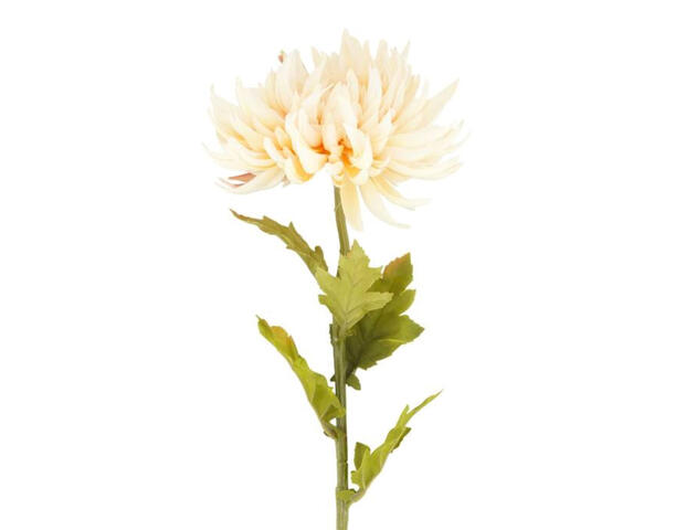 Blume Dahlie