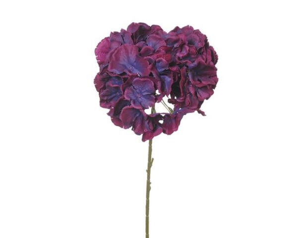 Hortensie