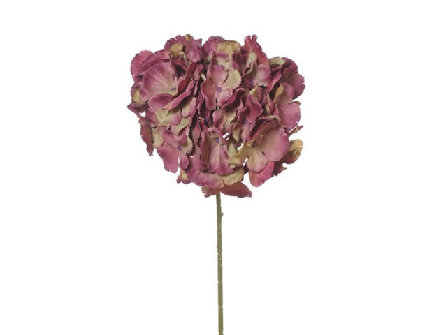 Hortensie