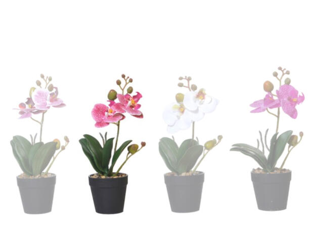 Orchidee