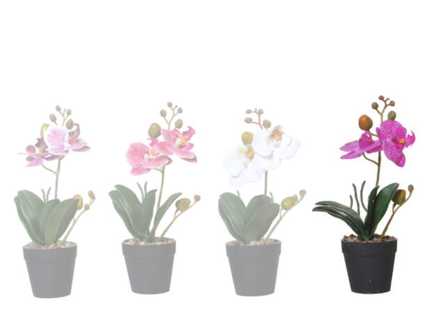 Orchidee