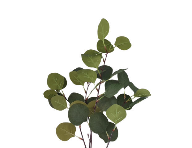 Eukalyptus