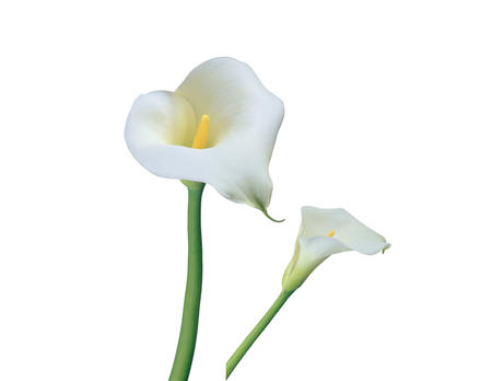 Kunstblume Calla Lily