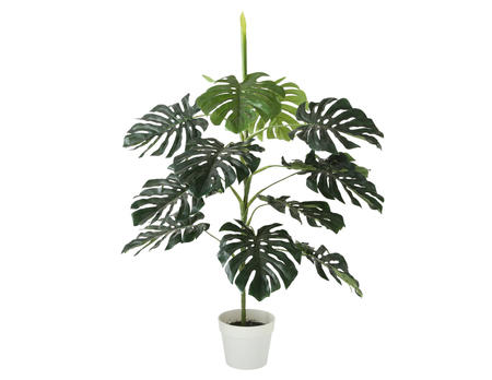 Topfpflanze Monstera