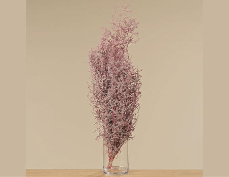 Zweig Asparagus