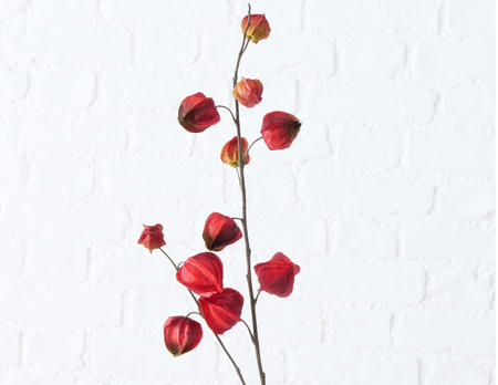 Dekozweig Physalis