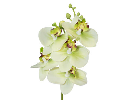 Dekozweig Miniphalaenopsis