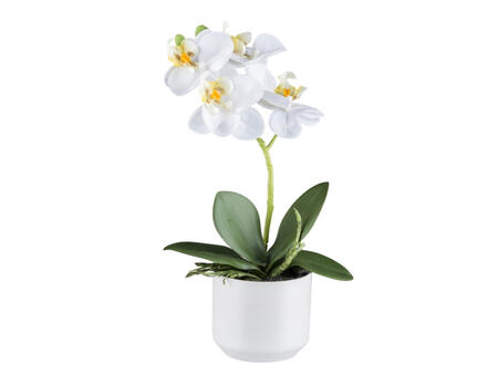 Phalaenopsis
