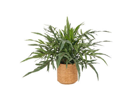 Phlebodium aureum