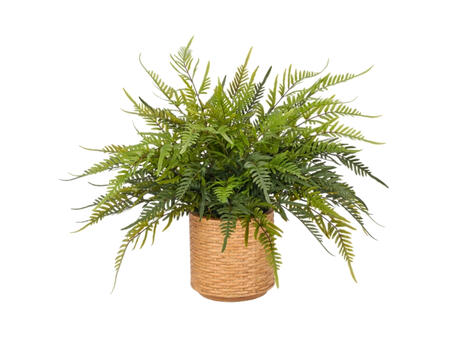 Blechnum Farn