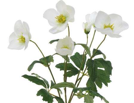 Stielblume Helleborus