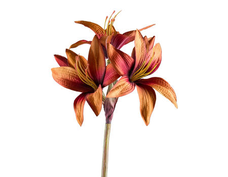 Dekozweig Amaryllis