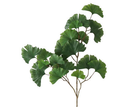 Dekozweig Gingko