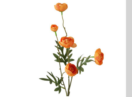 Stielblume Ranunkel