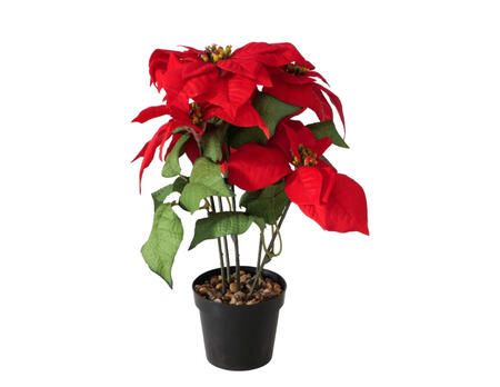 Weihnachtsstern