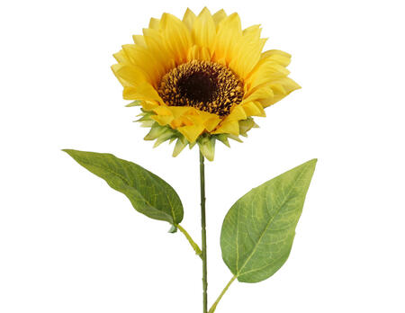 Sonnenblume